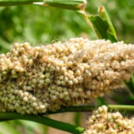 Jowar/Sorghum: The “Silent Guardian” of Your Gut