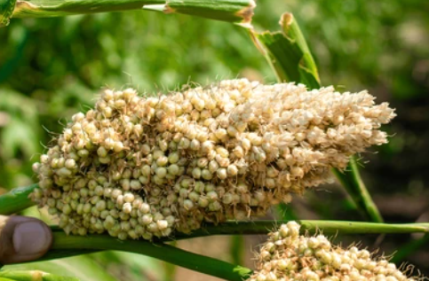 Jowar/Sorghum: The “Silent Guardian” of Your Gut